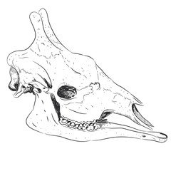 Fototapeta premium Giraffe head skull black sketch, isolated on white background. Vector