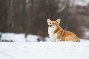 welsh corgi dog