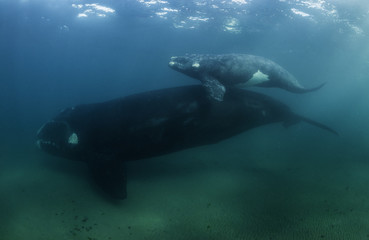 Southern right whale and her calf, Nuevo Gulf, Valdes Peninsula, Argentina.