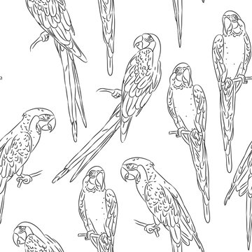 macaw sketch seamless pattern isolated on white background. Textile print, web page fill. Vector