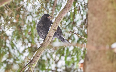 black thrush in the forest. Winter