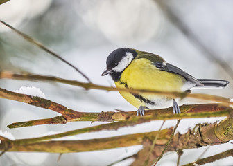Obraz premium a tit on a branch in the forest