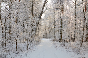winter forest with snow-covered branches of trees. fairy beauty.