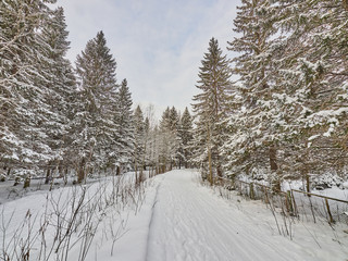 a coniferous forest in winter