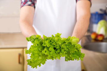 Close up of male hands holding leaves of green oak lettuce.
