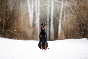 Beautiful Doberman dog in the winter forest