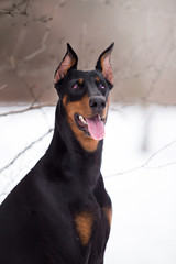 Beautiful Doberman dog in the winter forest