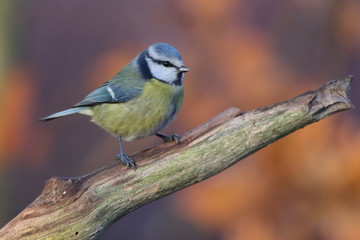 Cute eurasian blue tit sitting on the branch. Parus caeruleus. Autumn wildlife scene from nature. Bird in the nature habitat. dospelydospělýzivocichzvirezvirecizvířezvířecíživočichpozornypozornýpodzim