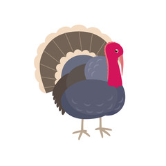Turkey vector flat illustration isolated on white background. Farm animal turkey-cock cartoon character.