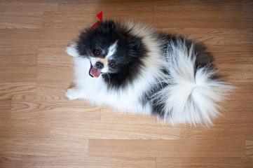 Pomeranian puppy dog, black and white, cute pet happy smile in the house lying on the floor, top view