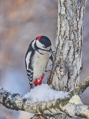 a large motley woodpecker in the forest. winter