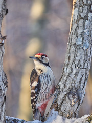 a large motley woodpecker in the forest. winter