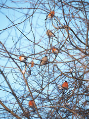 bullfinch on a branch in the forest