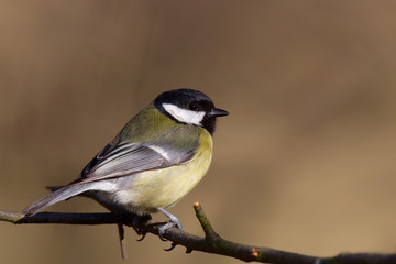 Kohlmeise (Parus major) im Winter im Naturschutzgebiet M&ouml;nchbruch bei Frankfurt, Deutschland.