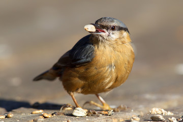 Kleiber (Sitta europaea) im Winter im Naturschutzgebiet Mönchbruch bei Frankfurt, Deutschland.