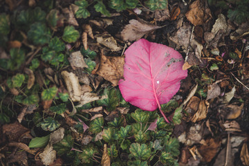 One red leaf on the ground.