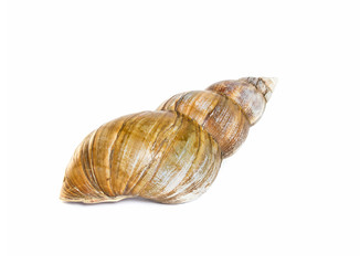 scallop shell of ahaatin isolated on white background