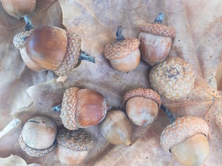 Acorns
