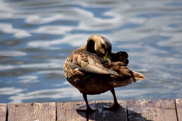 Duck arranging its feathers