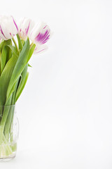 spring flowers on a white background in the studio. tulips