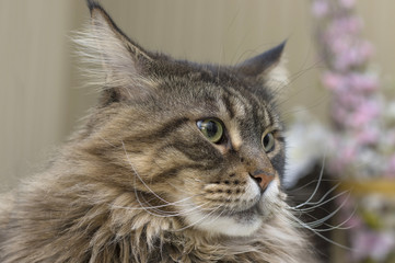Maine Coon cat with large hard mustaches