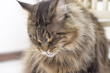 Maine Coon  cat closed his eyes and tilted his head close up