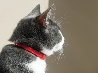 Katze mit Halsband, Vogelschutz