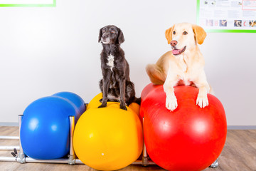 zwei Hunde liegen auf Bällen in einer Praxis