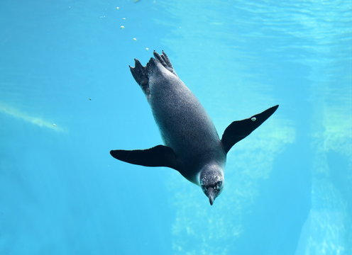 Pingwin nurkujący głęboko w niebieskiej wodzie. 
