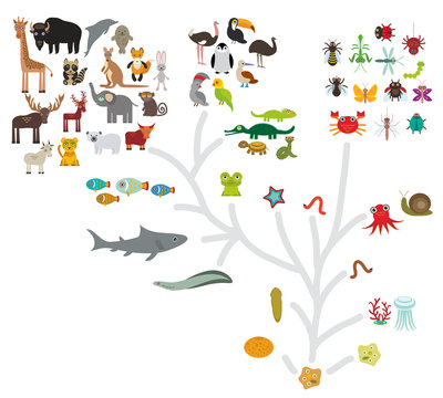Evolution scale from unicellular organism to mammals. Evolution in biology, scheme evolution of animals isolated on white background. children's education, science. Vector