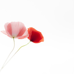 Poppies flowers on the white background. Soft, gentle, airy,  elegant artistic image.