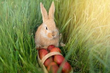 red rabbit guards the Easter eggs. rabbit came for Easter eggs in Sunny day.	