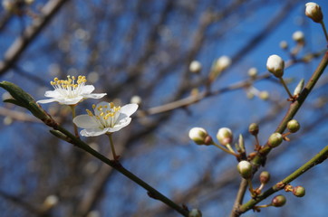 Obstbluete Obstblüte
