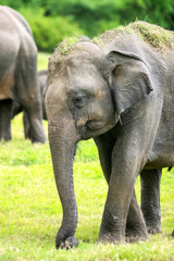 Fototapeta premium Close-up of a Wild Sri Lankan Elephant