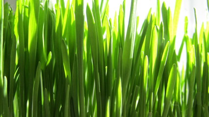 Bright geen grass for cat