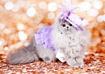 princess cat © danilobiancalana