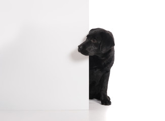 Black golden labrador retriever dog isolated on white background. Studio shot.
