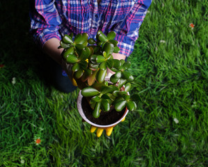 Woman's hands transplanting plant a into a new pot