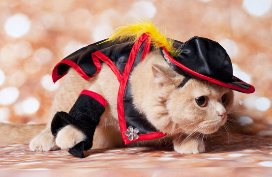 masked cat
