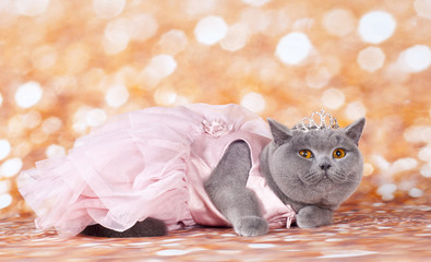 masked cat © danilobiancalana