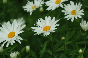Fototapeta premium Beautiful white camomiles or daisies on a green meadow