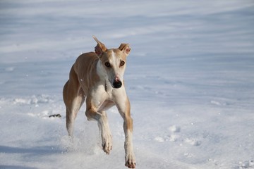 brauner galgo rennt auf einer schneebedeckten wiese