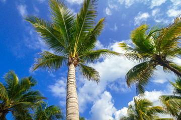 Coconuts palm trees on the tropical beach of Mexico