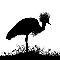 Grey crowned crane, Black crowned crane stands on land with grass and flowers black silhouette isolated on white background. banner template, card design. Vector