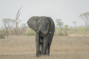 Fototapeta na wymiar Elephant Bull testing the Air