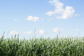 Beautiful green wheat field with blue sky and clouds on background. Beautiful nature in summer