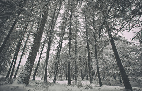 Fototapeta A winter park with trees covered by snow