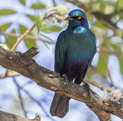 Glossy Starling