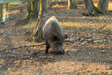 Fototapete bei efototapeten.de bestellen   