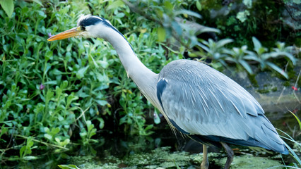 Heron